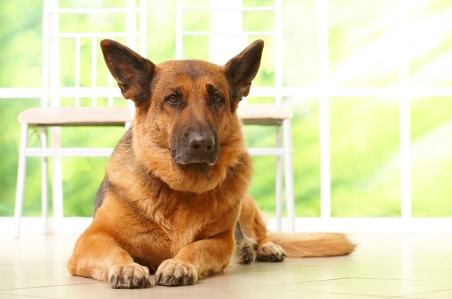 understanding the basics of pannus in dogs