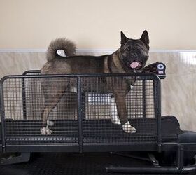 Teaching Your Dog to Run on a Treadmill