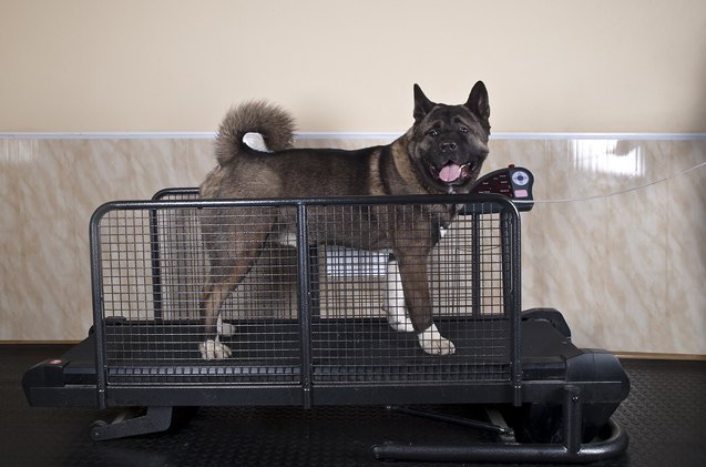 teaching your dog to run on a treadmill