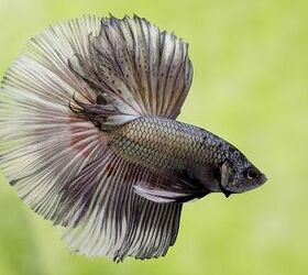 Join the Club: The Eastern Betta Society