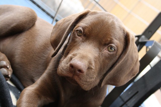 Weimaraner Lab Mix Your Guide To The Labmaraner Cross Breed