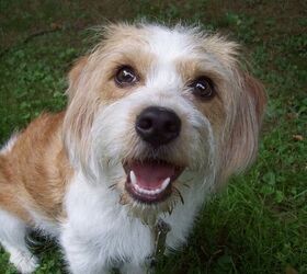 Glechon Dog Breed Health, Temperament, Training, Feeding and - PetGuide | PetGuide