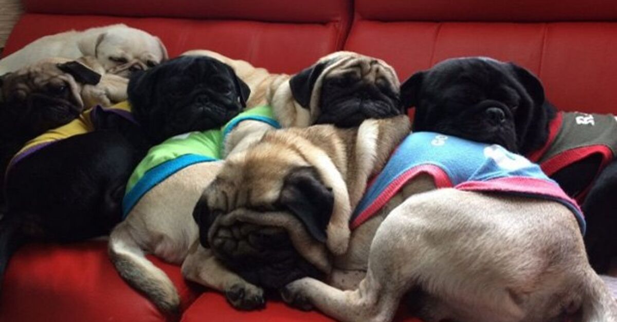 Kyoto Pug Cafe Offers Plenty Of Perks Petguide Kyoto Pug Cafe Offers Plenty Of Perks Petguide