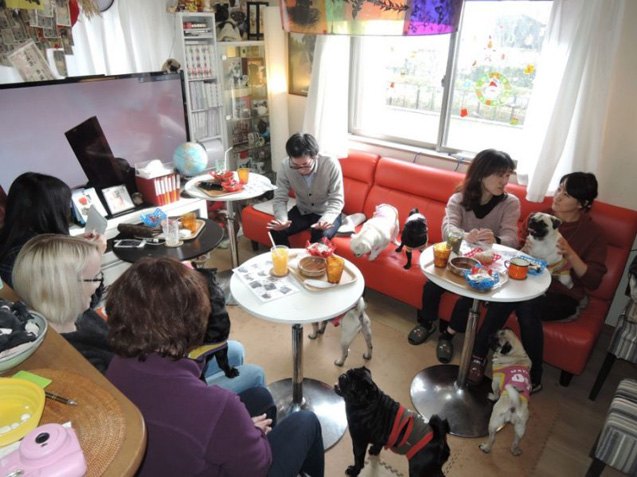 kyoto pug cafe offers plenty of perks