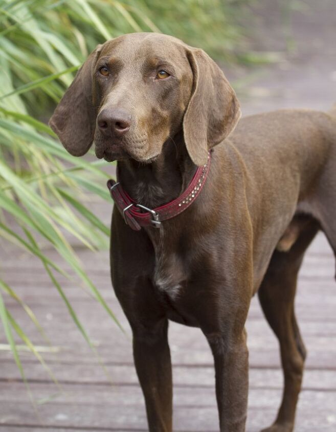Weimaraner Vizsla And German Shorthaired Pointer Mix German