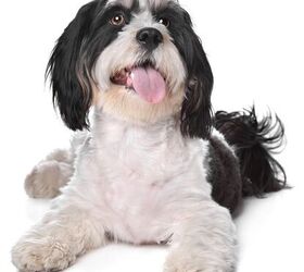 Havanese and king charles sales cavalier mix