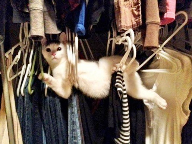 10 guilty pets who were caught in the act