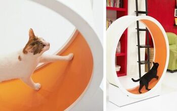 How a Cat Exercise Wheel Can Fight Obesity