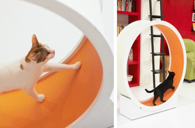 how a cat exercise wheel can fight obesity