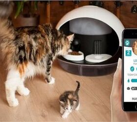 Cool Kickstarter Makes Humans Useless To Cats