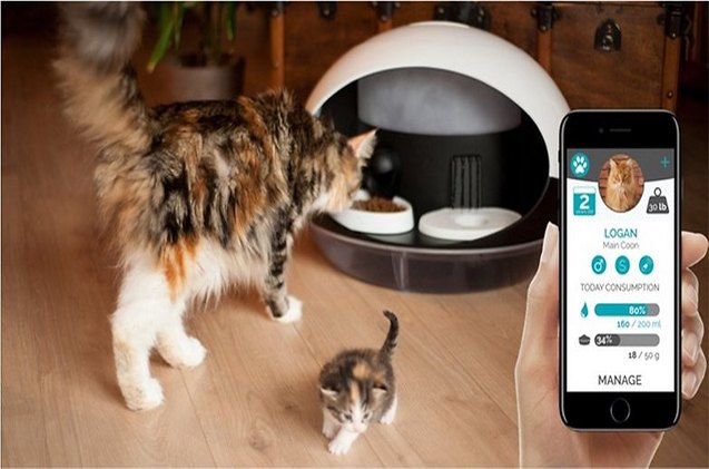 cool kickstarter makes humans useless to cats
