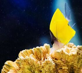 Expand Your Saltwater Tank With a Refugium