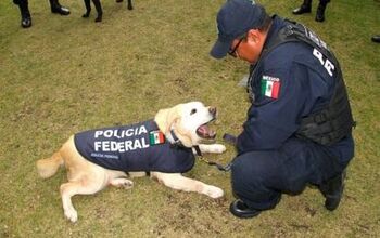 New Law Means Mexico Will Stop Euthanizing Retired Police Dogs