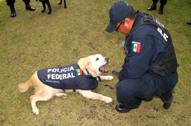 new law means mexico will stop euthanizing retired police dogs