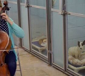 Concert Cellist Performs for Florida Humane Society Shelter