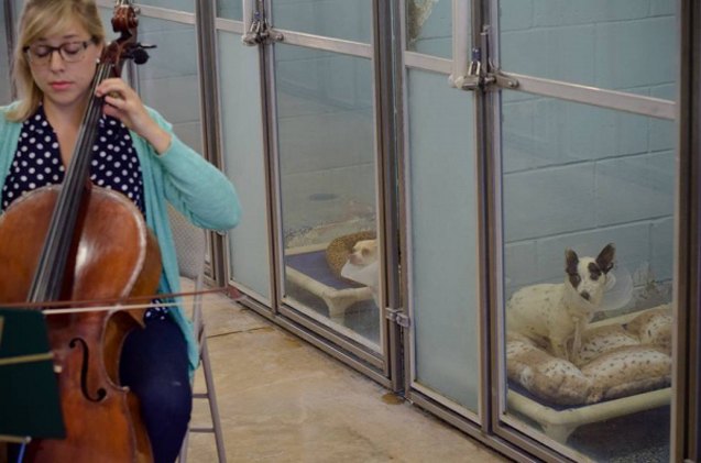 concert cellist performs for florida humane society shelter