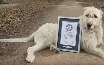 Irish Wolfhound Breaks Guinness World Record for Longest Tail [Video]