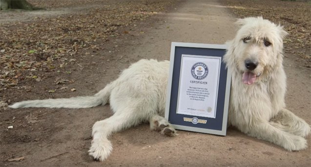 irish wolfhound breaks guinness world record for longest tail video