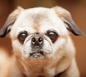 Pug best sale and pekingese