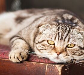 ups and downs understanding feline diabetes