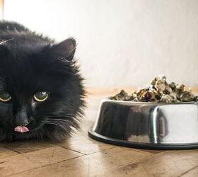 Studies Show Dry Food Linked to Feline Diabetes