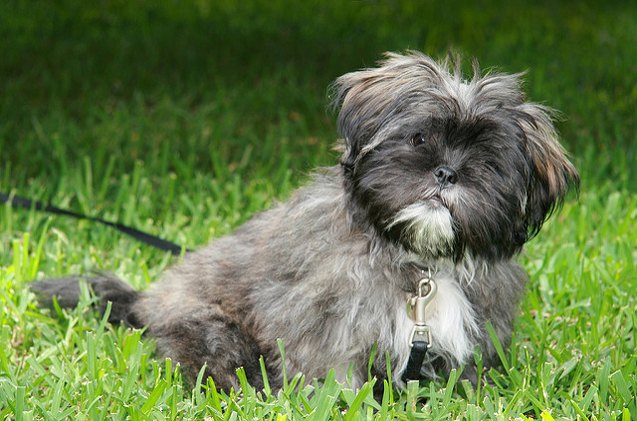 Lhasatese Lhatese Dog Breed Health, Temperament, Training, Feeding and Puppies ...