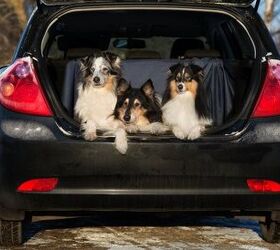 10 Squeaky Clean Car Tips for Pet Road Trips