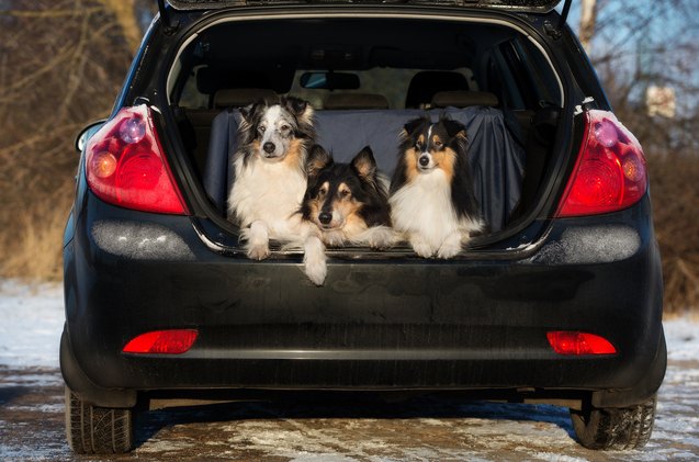10 squeaky clean car tips for pet road trips