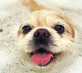 10 Dogs Absolutely Ruving Their BathTime
