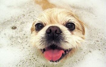 10 Dogs Absolutely Ruving Their BathTime