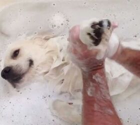 10 dogs absolutely ruving their bathtime