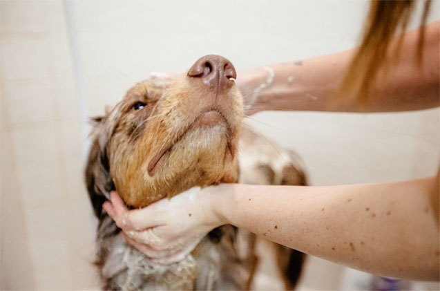 10 dogs absolutely ruving their bathtime