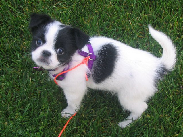 Poochit Poochin Dog Breed Health, Temperament, Feeding, Training and Puppies ...