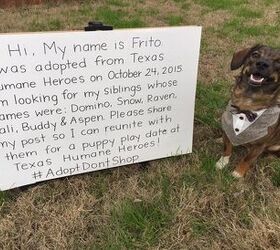 Pup Attempts Family Reunion With The Help Of Facebook
