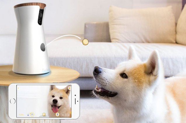 watch and treat your dog with the furbo pet camera