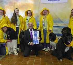 2017 Westminster Kennel Club Dog Show Goes To The Cats!