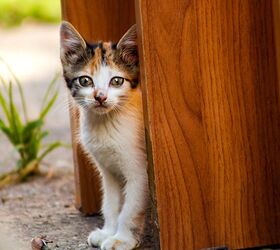How to Care for Stray Cats