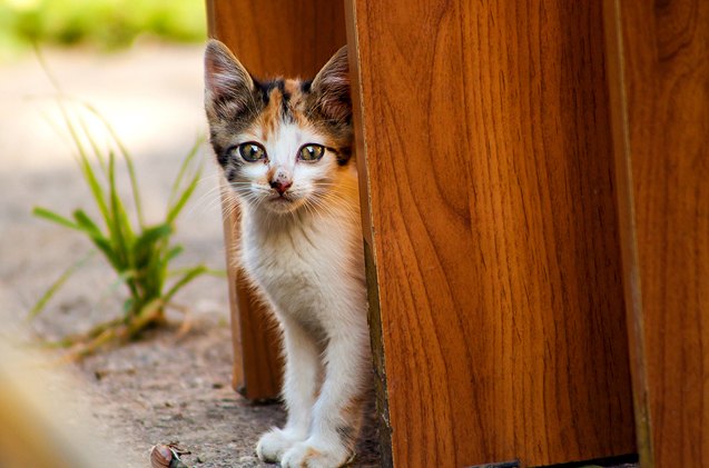 how to care for stray cats