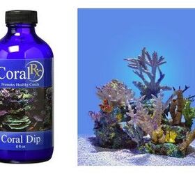 Why You Need To Dip Your Coral in Coral RX