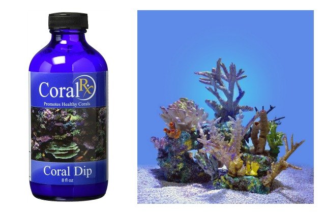 why you need to dip your coral in coral rx