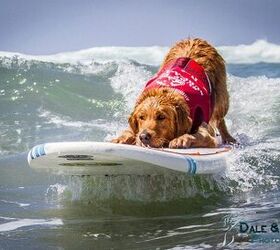 Snoot to Snoot: Q&#038;A With Surf Dog Turbo