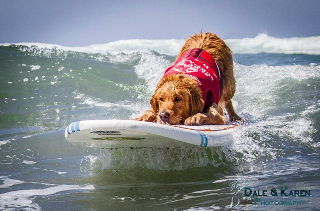 snoot to snoot q a with surf dog turbo