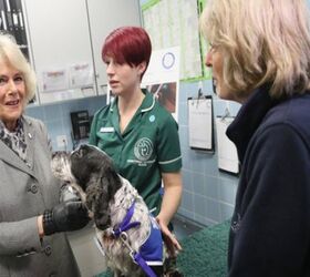 Battersea Dogs and Cats Home Gets A New Royal Supporter