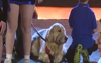 Special Needs Service Dog Joins Cheerleading Team and Goes For Gold