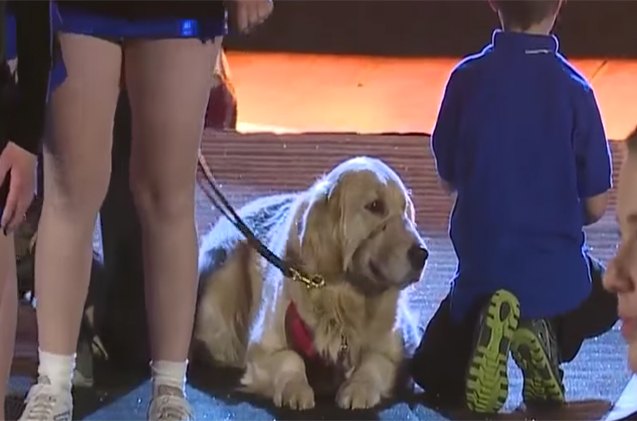 special needs service dog joins cheerleading team and goes for gold