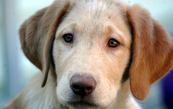 Study: Empathetic People Are Better Able To Read Dog Expressions