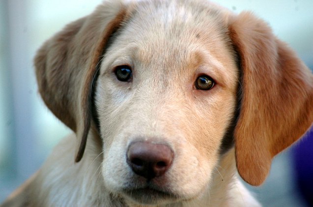 study empathetic people are better able to read dog expressions