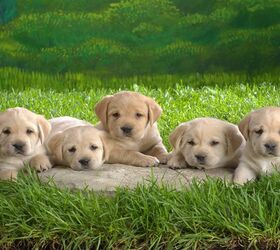 UK Protects Puppies With Tighter Pet Dealer Laws