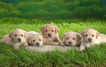 UK Protects Puppies With Tighter Pet Dealer Laws