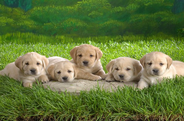 uk protects puppies with tighter pet dealer laws